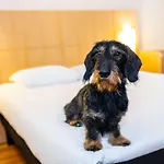 Hotel Ibis Antwerpen Centrum
