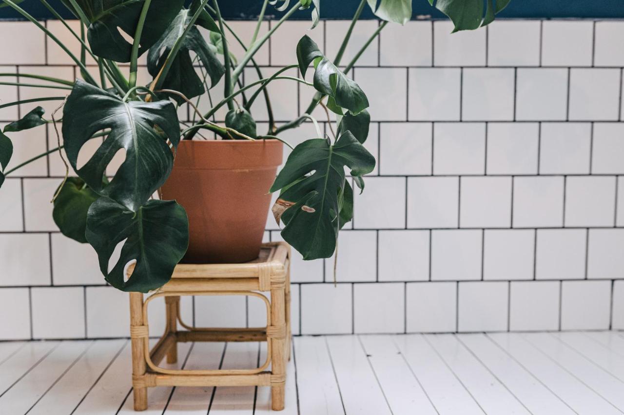 Homestay Boho City Loft Antwerp
